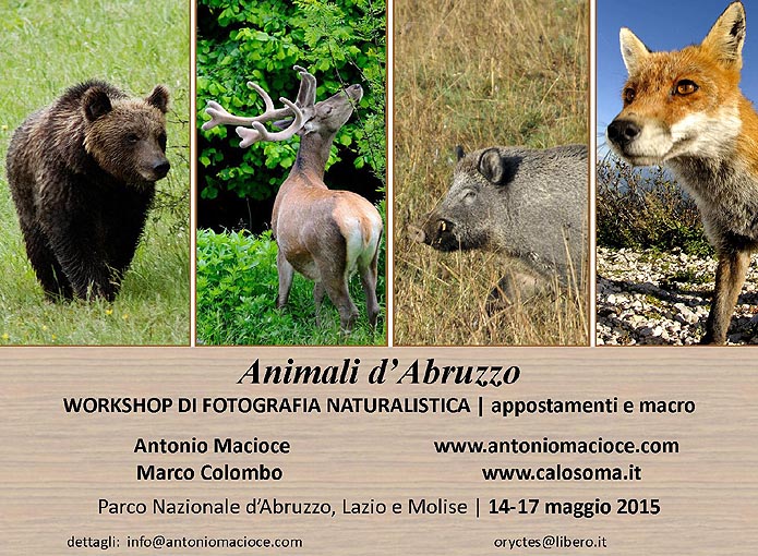 workshop di fotografia naturalistica Animali d''Abruzzo